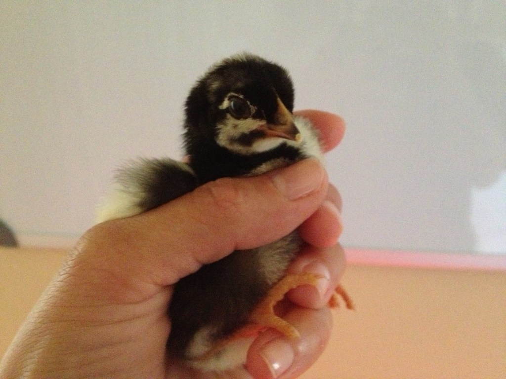 Incubating Chicken Eggs: A Nitty Gritty 21-Day&nbsp;Encounter