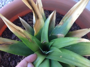 A closer look at the new growth on pineapple #2