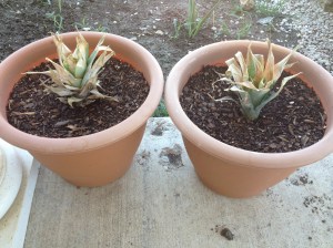 Older Pineapples Planted: Left has Clone-X on roots Right has Mycorrhiza in soil