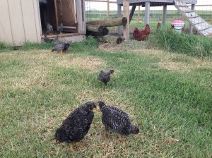 4 Week Old Chicks from Original Hatch Out Foraging
