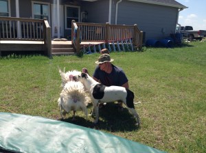 Mr Crab, Chino, and one of the new turkeys getting acquainted