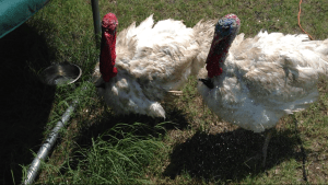 The new Turkeys getting sprayed with water under a hot Texas sun!