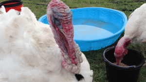 Interesting enough, they actually like sitting in baby pool