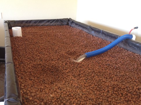 Hydroton in the Growbeds