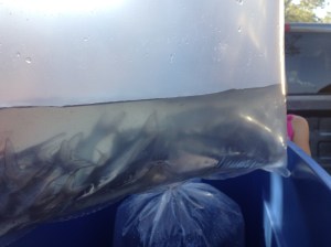 The Catfish Chosen for the job!