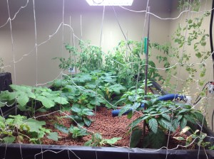 Growing Up! Best Jalepenos and tomatos I have ever eaten! This was always a beautiful site. Most people hate going in their garage...this made it Heaven :) until the mice ruined it lol