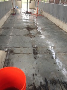 2 Weeks Ago this is what the floor looked like after Sanding the floor and applying vinegar solution. Over that time 