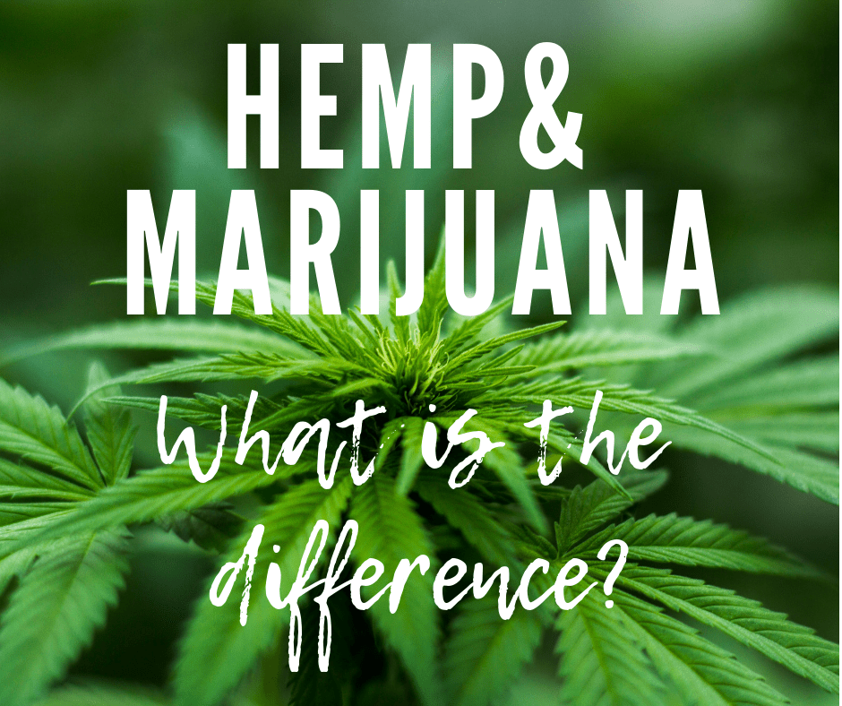 What is the Difference Between Marijuana and&nbsp;Hemp?